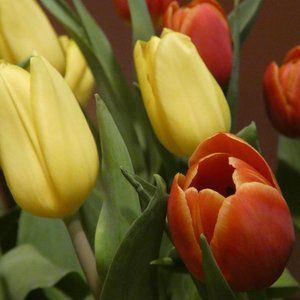 Meet your Posher, Lili